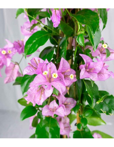 Bougainvillea colorate