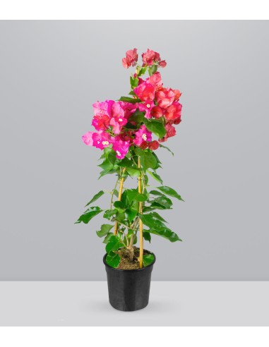 Bougainvillea pianta in vaso