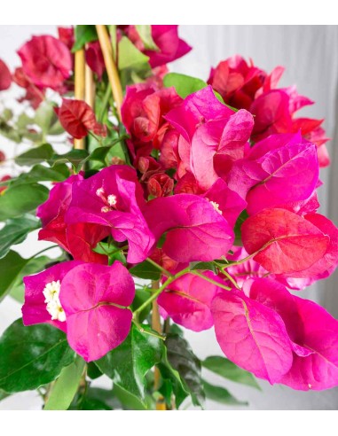 Bougainvillea pianta in vaso