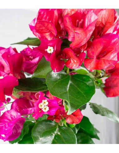 Bougainvillea pianta in vaso