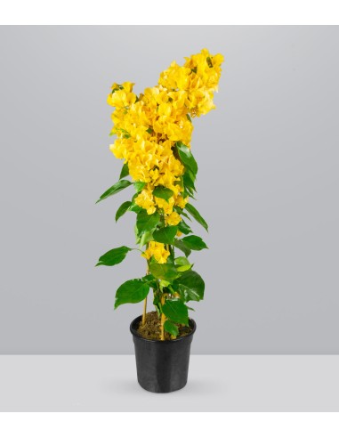 Bougainvillea colorate