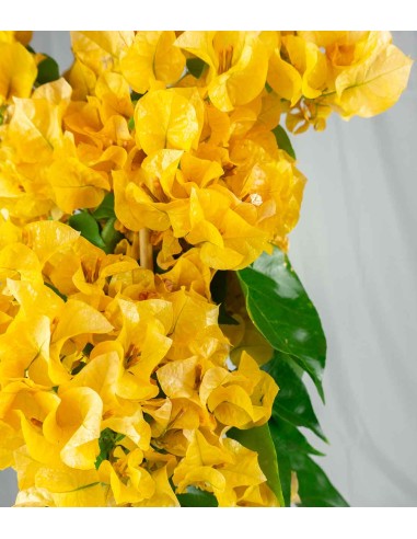 Bougainvillea colorate