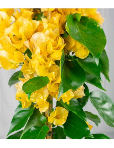 Bougainvillea colorate