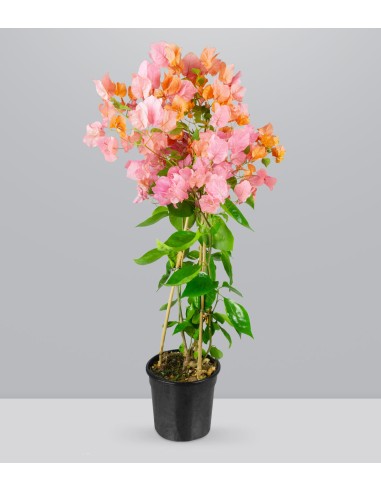 Bougainvillea colorate
