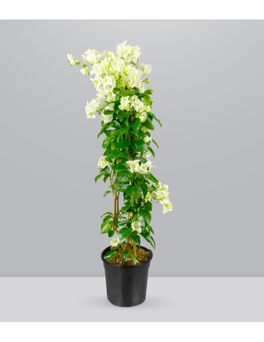 Bougainvillea pianta in vaso