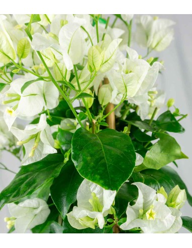 Bougainvillea colorate