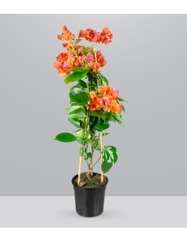 Bougainvillea pianta in vaso