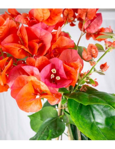 Bougainvillea pianta in vaso