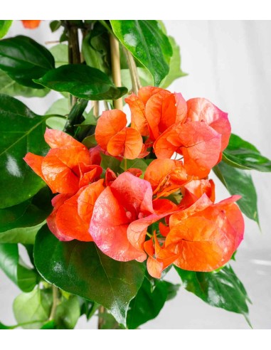 Bougainvillea pianta in vaso