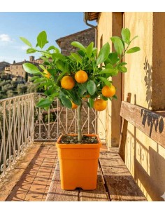 Calamondino alberello 2