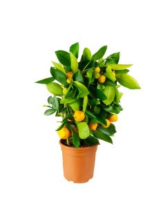 Limone calamondino spalliera