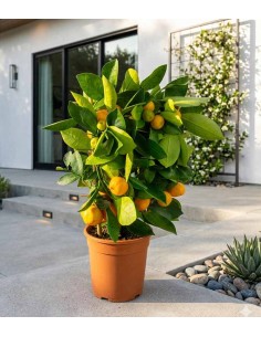Limone calamondino spalliera 2