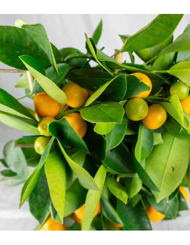 Calamondino spalliera