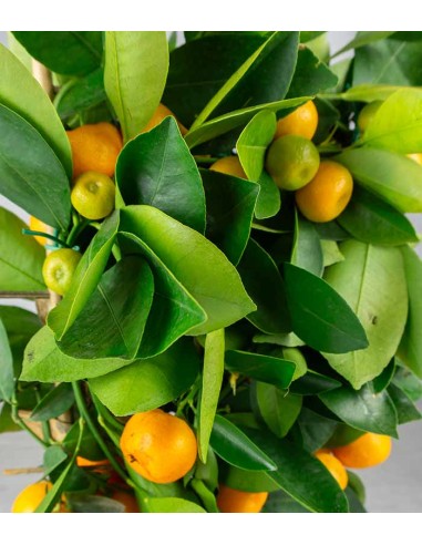 Limone calamondino spalliera