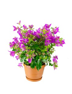 Bougainvillea glabra a...
