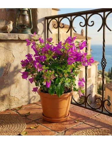 Bougainvillea glabra a cespuglio