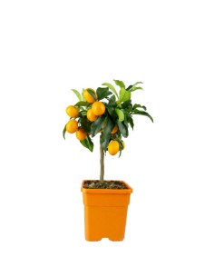 Kumquat alberello 45 cm