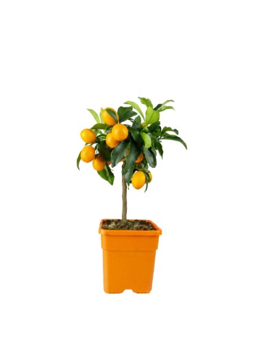 Kumquat alberello