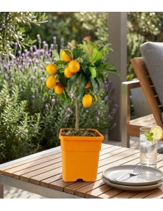 Kumquat alberello 2