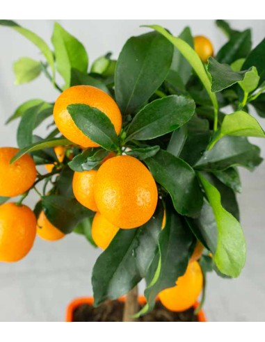 Kumquat alberello 45 cm
