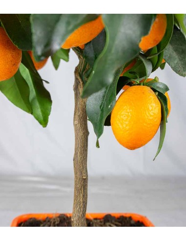 Kumquat alberello