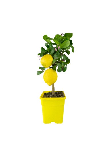 Limone