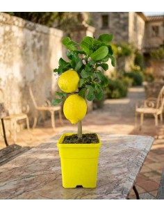 Pianta di Limone alberello 2