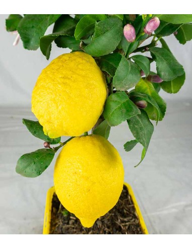 Pianta di Limone alberello