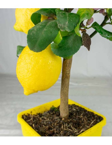 Pianta di Limone alberello
