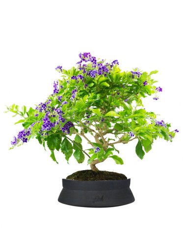 Duranta Bonsai 9 anni