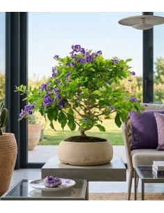 Duranta Bonsai 9 anni 2