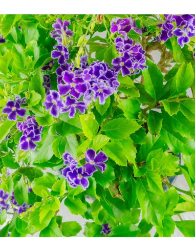 Duranta Bonsai 9 anni