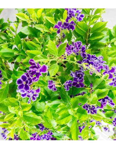 Duranta Bonsai 9 anni
