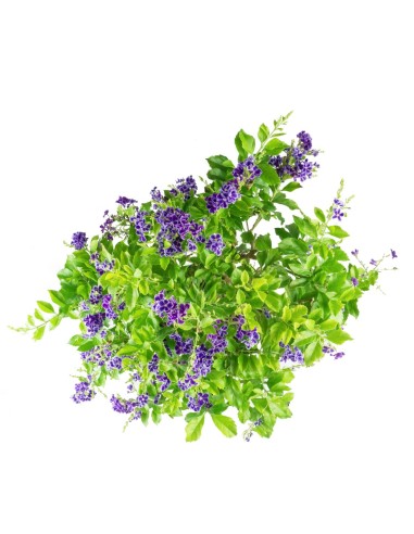 Duranta Bonsai 9 anni