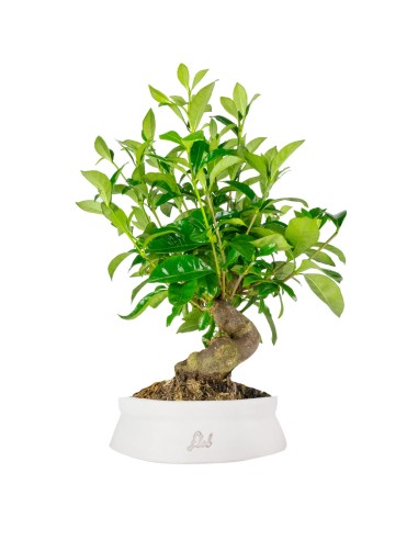 Gardenia Bonsai