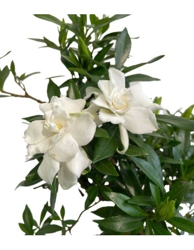 Gardenia Bonsai