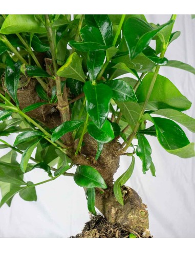 Gardenia Bonsai