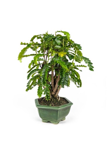 Bonsai di Tamarindo 18 Anni – Pianta...