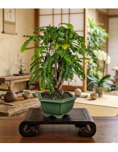 Bonsai di Tamarindo 18 Anni... 2