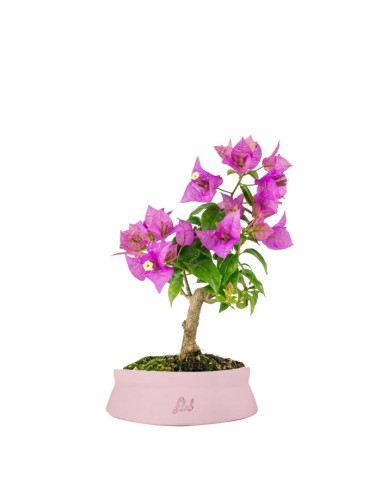Bonsai Bougainvillea Glabra 5 Anni