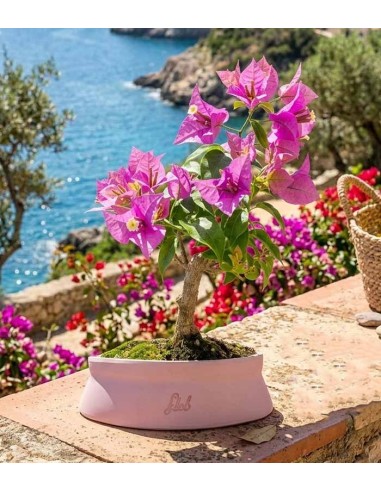 Bonsai Bougainvillea Glabra 5 Anni