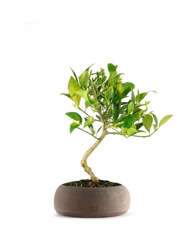 Bonsai di Limequat 7 Anni
