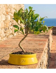 Bonsai di Limequat 7 Anni 2