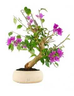 Bonsai Bougainvillea Glabra...