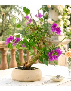 Bonsai Bougainvillea Glabra... 2