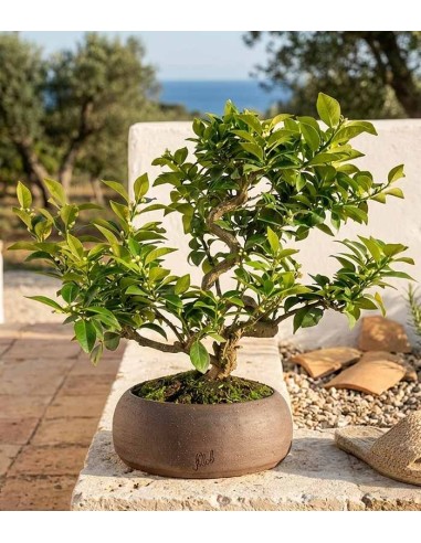 Citrus Myrtifolia Bonsai 15 anni