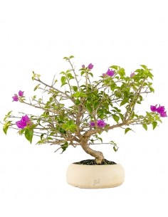 Bonsai Bougainvillea Glabra...