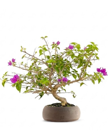 Bonsai Bougainvillea Glabra S - 10 anni