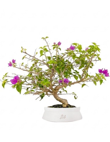 Bonsai Bougainvillea Glabra a S di 10...