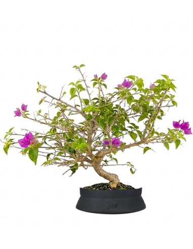 Bonsai Bougainvillea Glabra a S di 10...